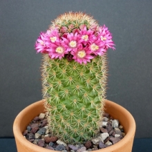 Маммиллярия Летиция (Бакеберга)