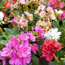 Льюизия Элис (левизия)