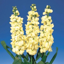 Левкой Айрон Желтый