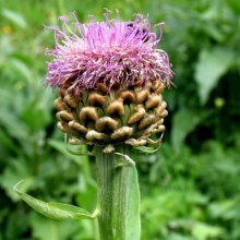 Левзея сафлоровидная (большой пакет)