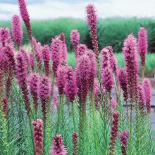 Лиатрис Пикадор