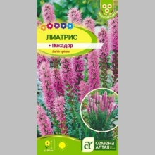 Лиатрис Пикадор