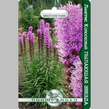 Лиатрис Пылающая Звезда колосковый