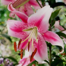 Лилия Анастасия