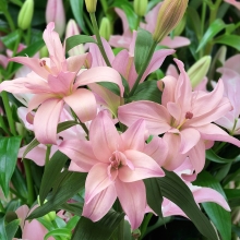 Лилия Бентли