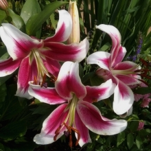 Лилия Кэнди Клаб