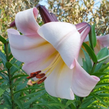 Лилия Истерн Мун