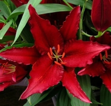 Лилия Файрболт