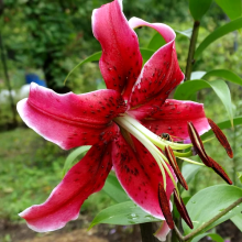 Лилия Мисс Фея