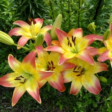 Лилия Оклахома Сити