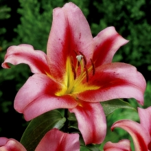 Лилия Олимпик Торч