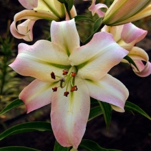 Лилия Притти Вуман