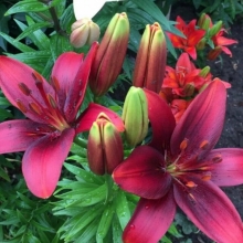 Лилия Ройал Кисс