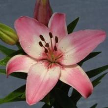 Лилия Вермеер