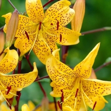 Лилия Йеллоу Тайгер