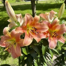 Лилия Зелмира