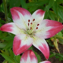 Лилия Лоллипоп