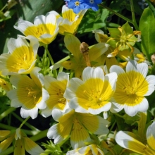 Лимнантес Люция