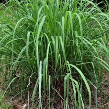 Лимонная трава Аромат востока