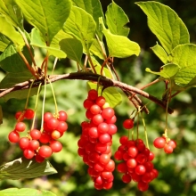 Лимонник Народный целитель (китайский)