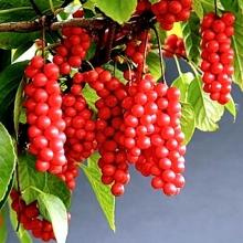 Лимонник Волгарь китайский