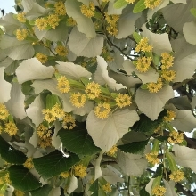 Липа пушистая Королевское золото