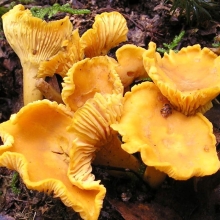 Грибы - Лисичка настоящая