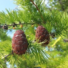 Лиственница Сибирская