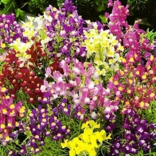 Льнянка Фантазия марроканская