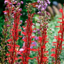 Лобелия Queen Victoria Scarlet (большой пакет)