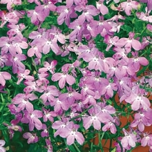 Лобелия Розовый каскад ампельная