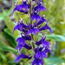 Лобелия Звездный Путь