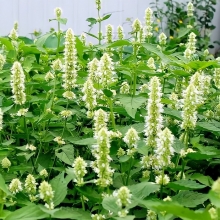 Лофант анисовый Снежок