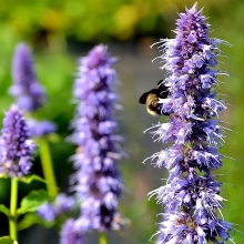 Лофант Анисовый