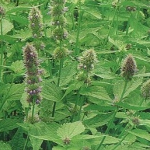 Лофант Франт