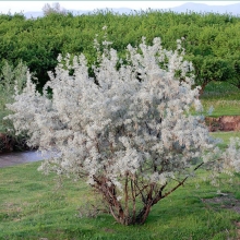 Лох серебристый (большой пакет)