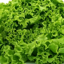 Салат Лолло Бионда