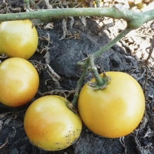 Томат Лонг Кипер