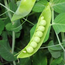 Горох Сахарная лопатка (большой пакет)