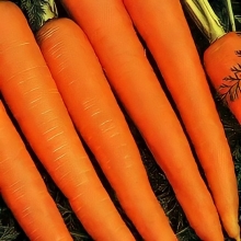 Морковь Лосиноостровская 13 (драже)