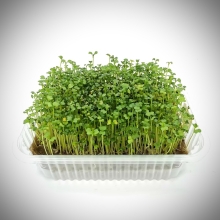 Лоток прозрачный (д/микрозелени) 1шт.