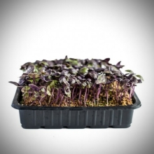 Лоток черный (д/микрозелени) 1шт.