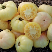 Томат Лотос Бело-розовый