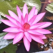 Лотос Розовая Корона