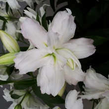 Лилия Лотус Бьюти