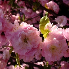 Луизиания Миндаль трехлопастный (большой пакет)