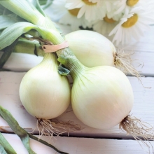 Лук Барлетта репчатый