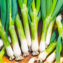 Лук Байя Верде батун