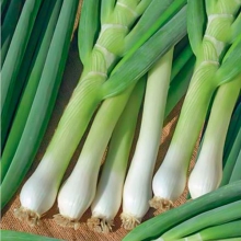 Лук Белое перо на зелень