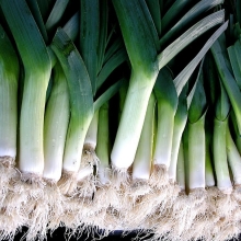 Лук Коламбус порей